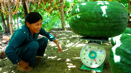 Ngôi làng trồng bí đao khổng lồ ở Bình Định - Tour Du lịch Quy Nhơn - Bình Định, ĐẶT PHÒNG KHÁCH SẠN QUY NHƠN GIÁ RẺ, VOUCHER Resort Quy Nhơn, Tour
